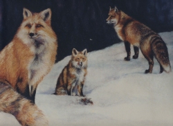 Foxes